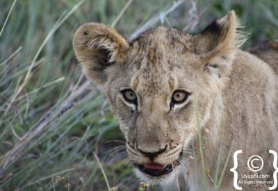 Lion walking on bush road Madikwe Game Reserve Big Five game drive South Africa