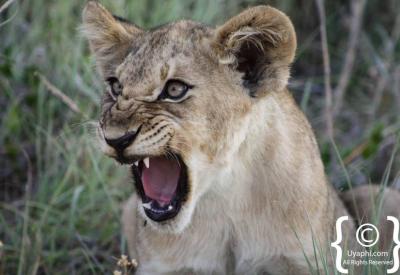 Lion walking on bush road Madikwe Game Reserve Big Five game drive South Africa