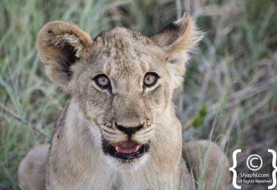 Lioness stalking prey Madikwe Game Reserve Big Five South Africa safari