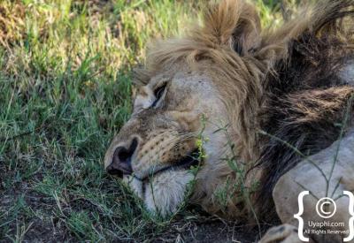 Lioness stalking prey Madikwe Game Reserve Big Five South Africa safari