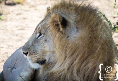 Lion family with cubs Madikwe Game Reserve malaria-free Big Five South Africa