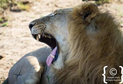 Lion family with cubs Madikwe Game Reserve malaria-free Big Five South Africa