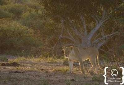 Lion family with cubs Madikwe Game Reserve malaria-free Big Five South Africa