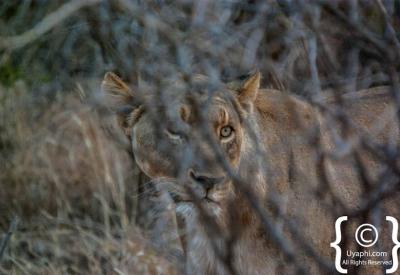 Male lion portrait Big Five Madikwe Game Reserve North West Province South Africa