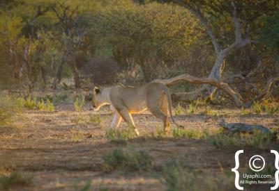 Male lion with full mane Madikwe Game Reserve North West Province South Africa