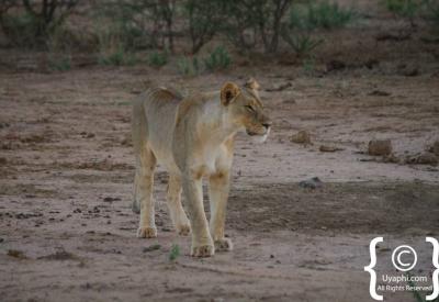 Male lion with full mane Madikwe Game Reserve North West Province South Africa