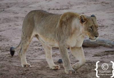 Male lion with full mane Madikwe Game Reserve North West Province South Africa
