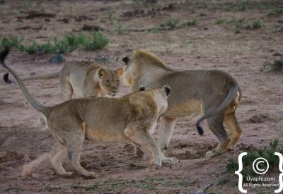 Lions in golden afternoon light Madikwe Game Reserve Big Five South Africa
