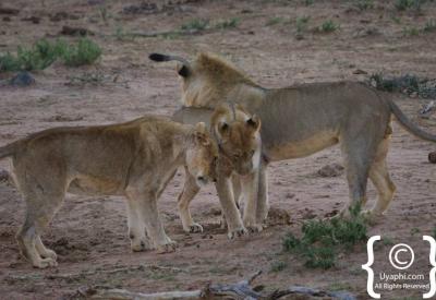 Lions in golden afternoon light Madikwe Game Reserve Big Five South Africa