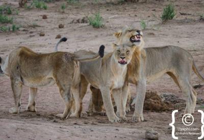 Lions in golden afternoon light Madikwe Game Reserve Big Five South Africa