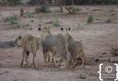 Lion Big Five malaria-free safari sighting Madikwe Game Reserve South Africa