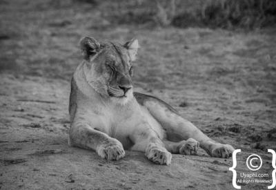 Lion Big Five malaria-free safari sighting Madikwe Game Reserve South Africa