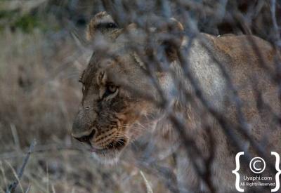 Lion pride resting in shade Madikwe Game Reserve Big Five South Africa safari