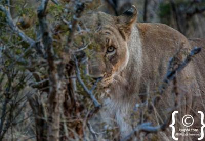 Lion pride resting in shade Madikwe Game Reserve Big Five South Africa safari