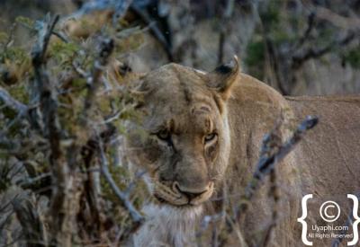 Lion pride resting in shade Madikwe Game Reserve Big Five South Africa safari