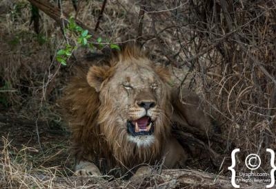 Lioness close-up portrait Madikwe Game Reserve Big Five South Africa