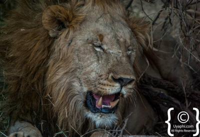 Lioness close-up portrait Madikwe Game Reserve Big Five South Africa