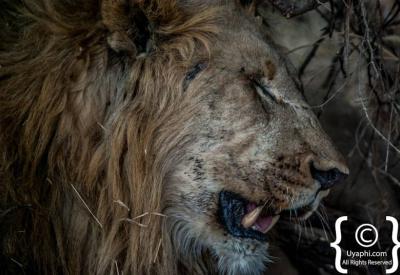 Lioness close-up portrait Madikwe Game Reserve Big Five South Africa