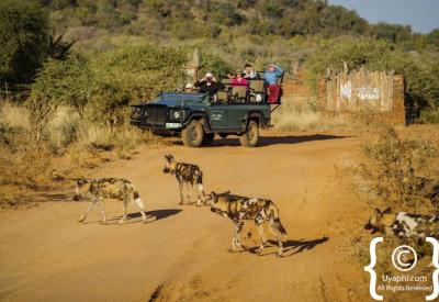 African sunset golden hour Madikwe Game Reserve safari game drive South Africa