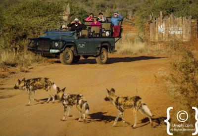 Game drive bush road tracks Madikwe Game Reserve North West Province South Africa