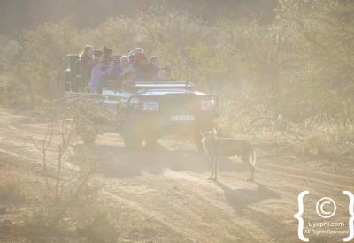Family malaria-free safari game drive Madikwe Game Reserve South Africa