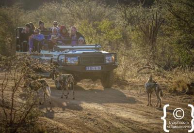 Family malaria-free safari game drive Madikwe Game Reserve South Africa