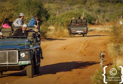 Family malaria-free safari game drive Madikwe Game Reserve South Africa