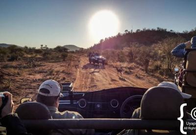 Authentic Big Five safari experience Madikwe Game Reserve South Africa
