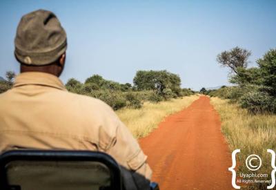 Safari guests on open vehicle Big Five sighting Madikwe Game Reserve South Africa