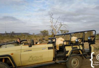 Multiple safari vehicles at Big Five sighting Madikwe Game Reserve South Africa
