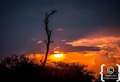 Waterhole pan landscape Madikwe Game Reserve North West Province South Africa