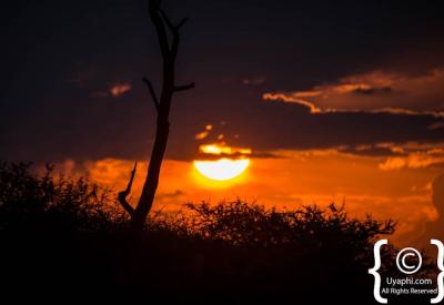 Waterhole pan landscape Madikwe Game Reserve North West Province South Africa