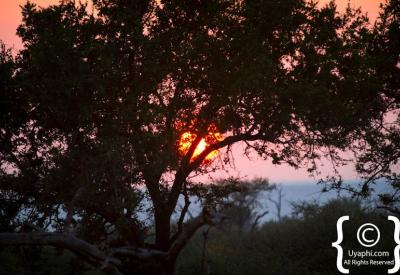 Waterhole pan landscape Madikwe Game Reserve North West Province South Africa