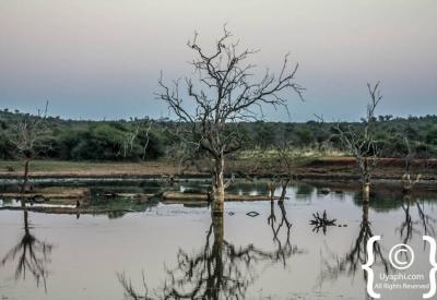 Golden hour sundowner landscape Madikwe Game Reserve malaria-free South Africa
