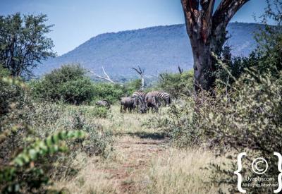 Golden hour sundowner landscape Madikwe Game Reserve malaria-free South Africa