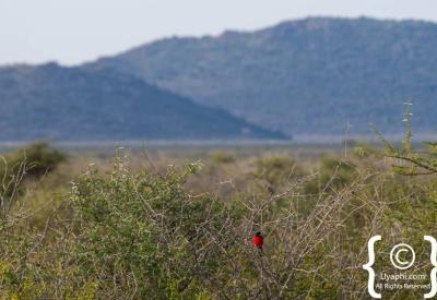 Dry season arid landscape Madikwe Game Reserve Kalahari Sands North West South Africa