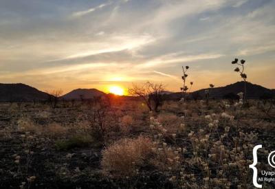 Green season after rain Madikwe Game Reserve North West Province South Africa