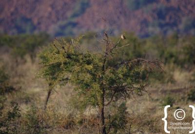 Bush road game drive tracks Madikwe Game Reserve North West Province South Africa