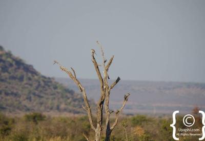 Bush road game drive tracks Madikwe Game Reserve North West Province South Africa