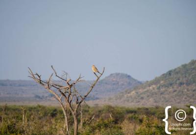 Dramatic African sky clouds Madikwe Game Reserve North West Province South Africa