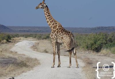Termite mounds open savannah plains Madikwe Game Reserve North West South Africa