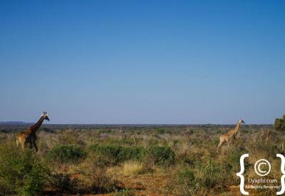 Termite mounds open savannah plains Madikwe Game Reserve North West South Africa