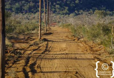 African sunrise Madikwe Game Reserve Kalahari Sands North West Province South Africa