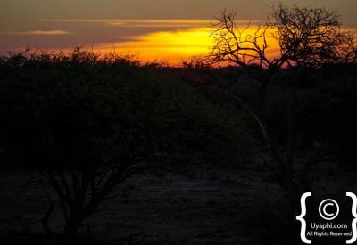 African sunrise Madikwe Game Reserve Kalahari Sands North West Province South Africa