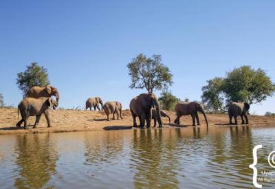 Madikwe Game Reserve unique semi-desert bushveld landscape North West South Africa