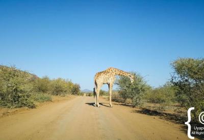 Madikwe Game Reserve unique semi-desert bushveld landscape North West South Africa