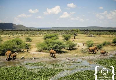 Panoramic savannah views Madikwe Game Reserve malaria-free North West South Africa