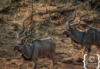 Impala herd Madikwe Game Reserve malaria-free North West Province South Africa