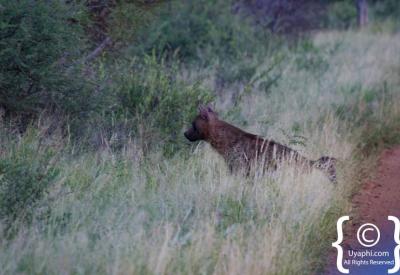 Spotted hyena Madikwe Game Reserve North West Province South Africa wildlife