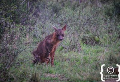 Spotted hyena Madikwe Game Reserve North West Province South Africa wildlife
